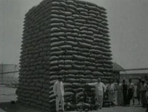 Suikerriet wacht op transport Java 1940